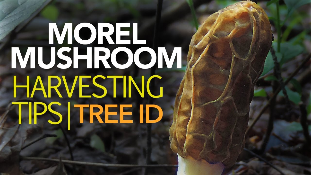 Morel Mushroom Harvesting Tips — Tree Identification