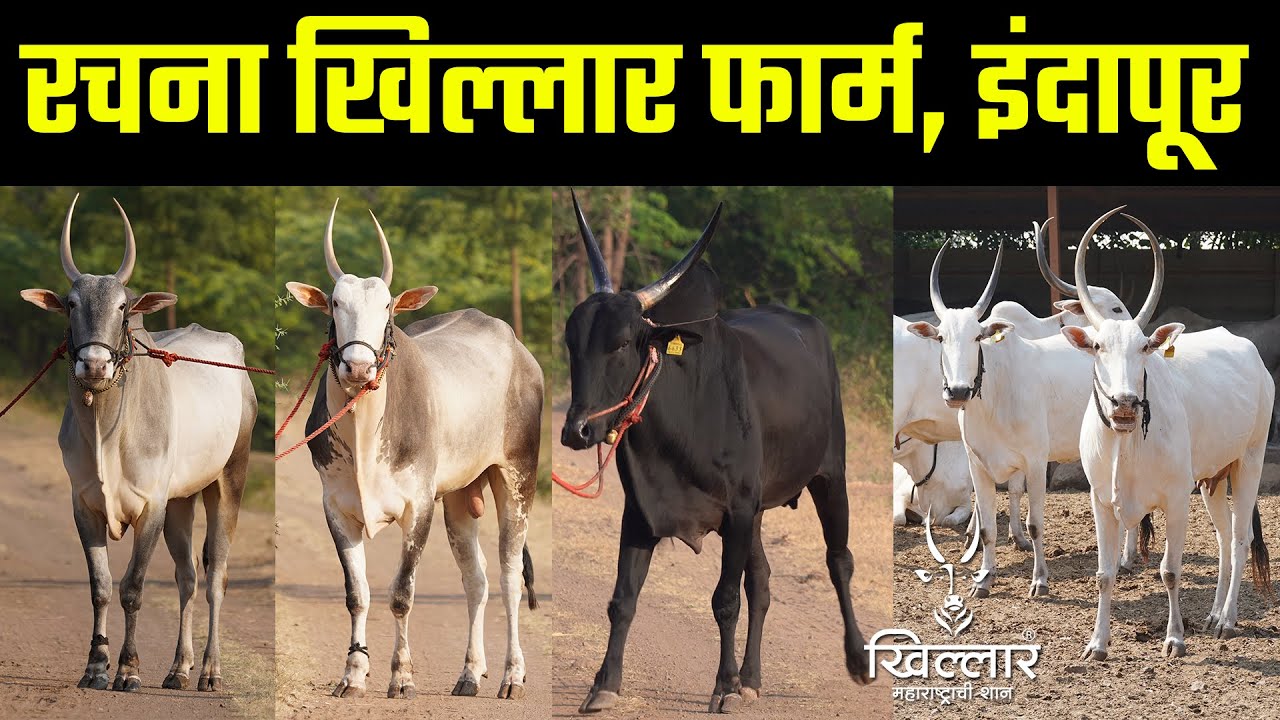 रचना खिल्लार फार्म, इंदापूर | Khillar Maharashtrachi Shaan 2023