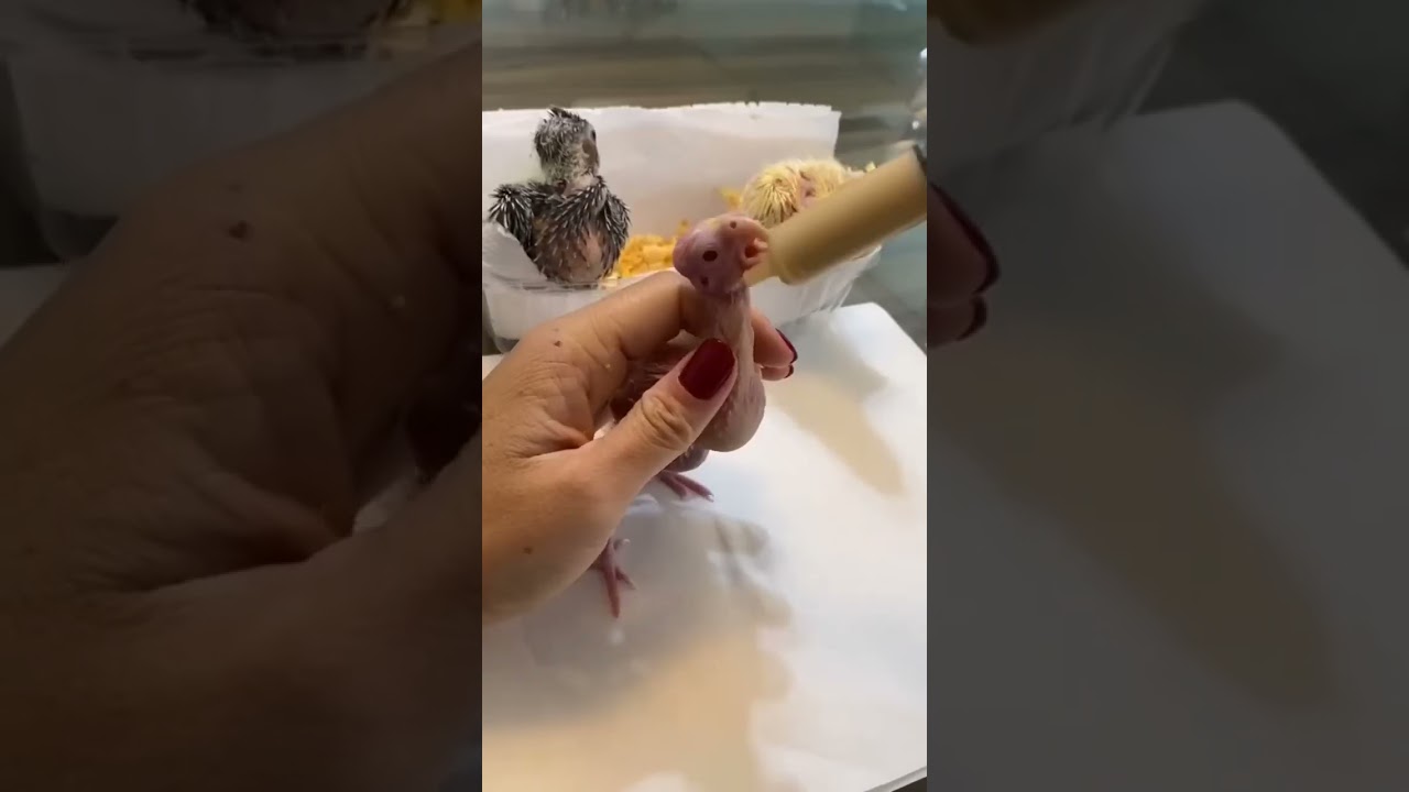 COMO ALIMENTAR OS FILHOTES CALOPSITA