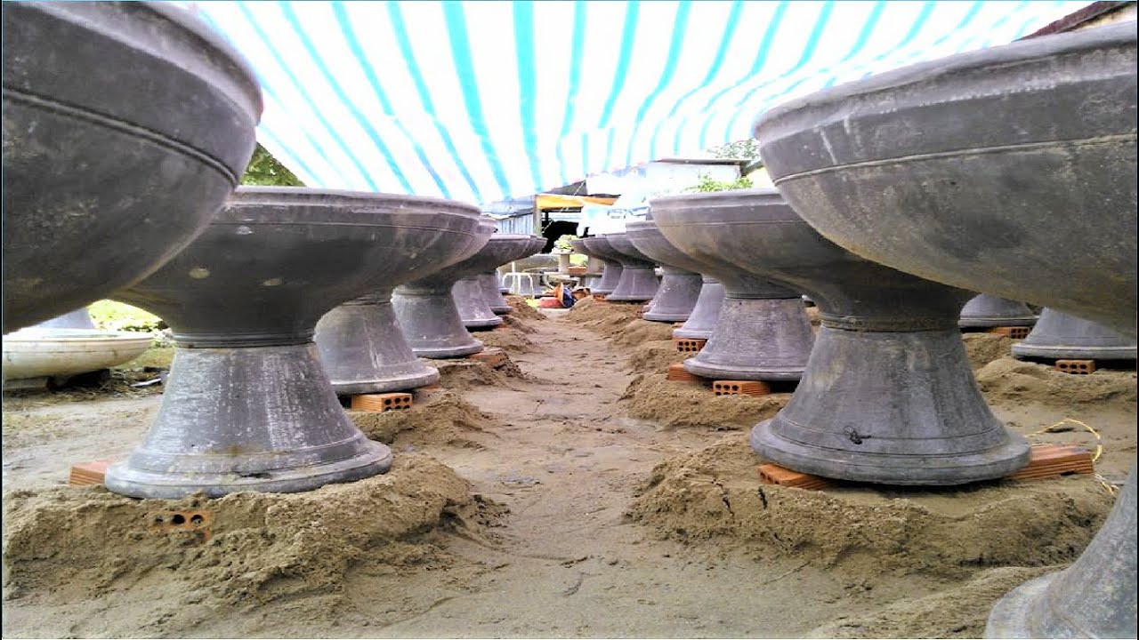 Базовые знания о том, как сделать горшки из цемента