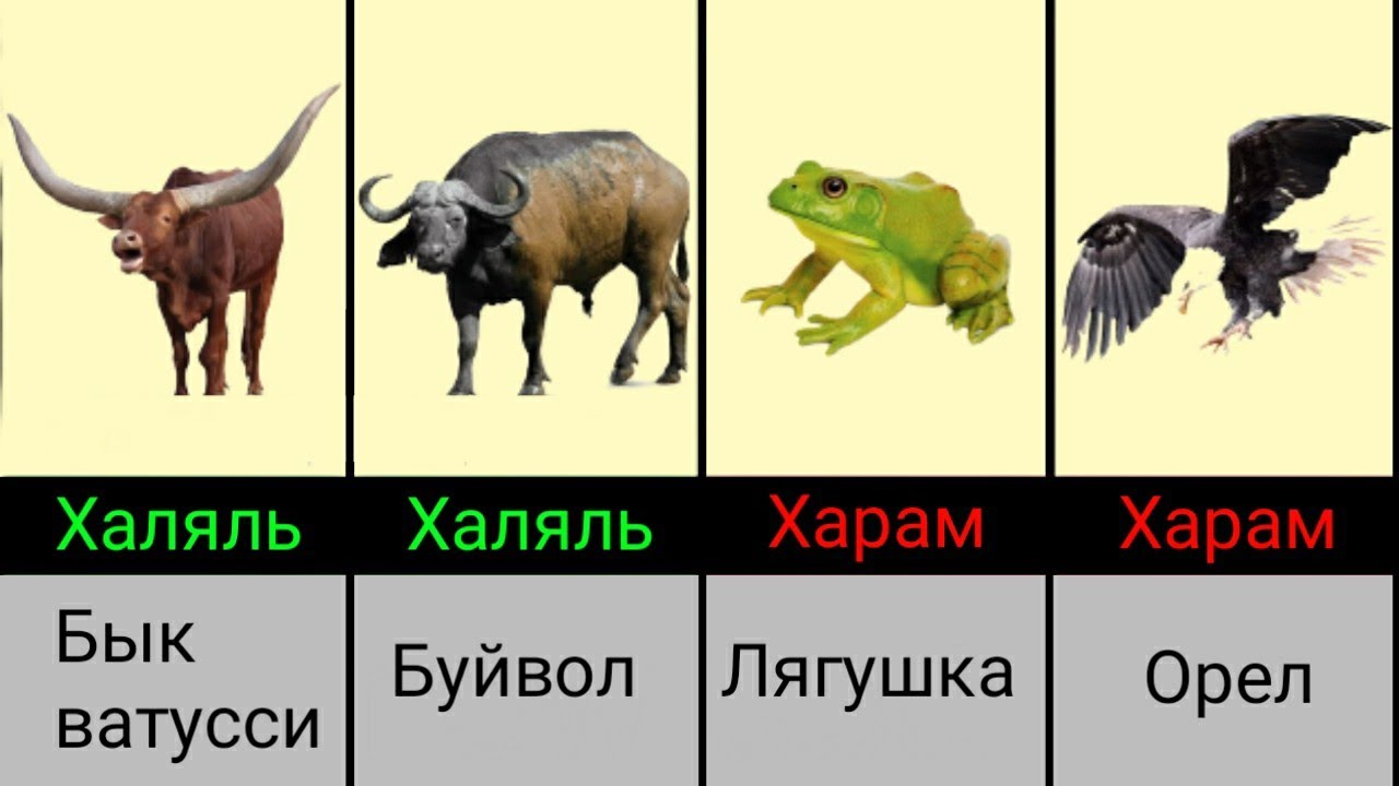Мясо халяльных и запрещенных животных в исламе Meat of halal and prohibited animals in Islam