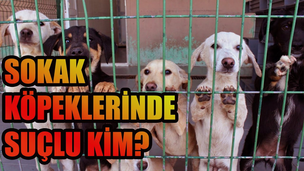KÖPEK ÜRETİCİLERİ SUÇLU MU? - SATIN ALMA SAHİPLEN GÖRÜŞÜ NE KADAR DOĞRU