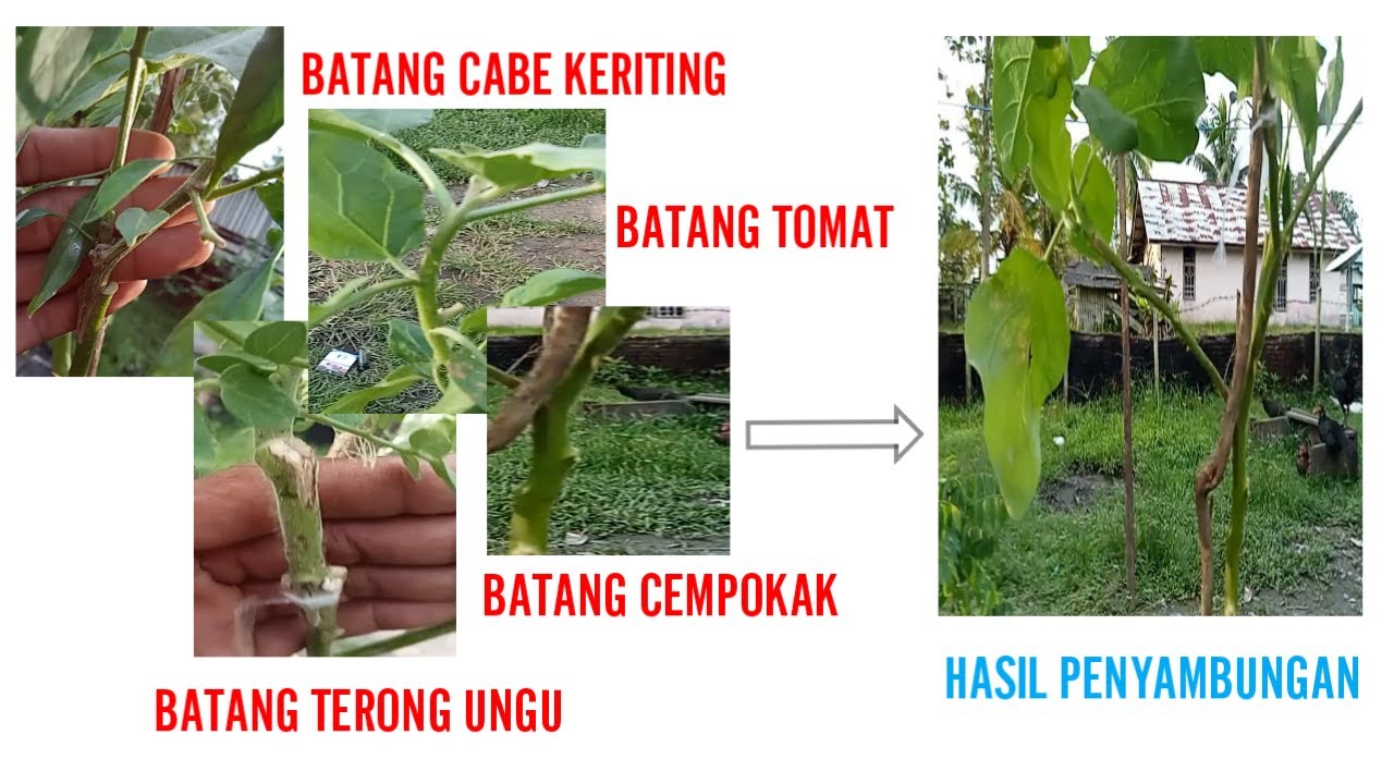 Sambung Pucuk Cabe, Tomat, dan Terong Pada Pohon Cempokak