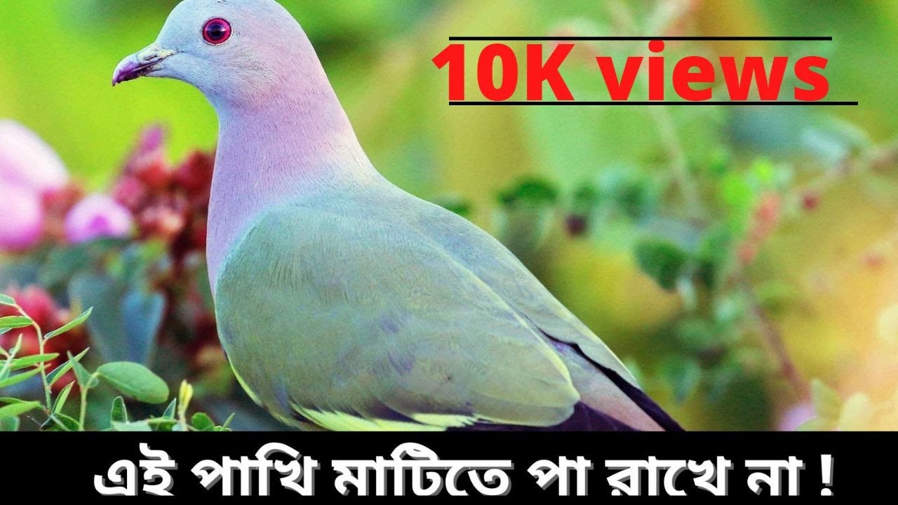 Green Pigeon কেনো মাটিতে পা রাখে না ? Bird Mistry BENGALI Logically || AAPGK