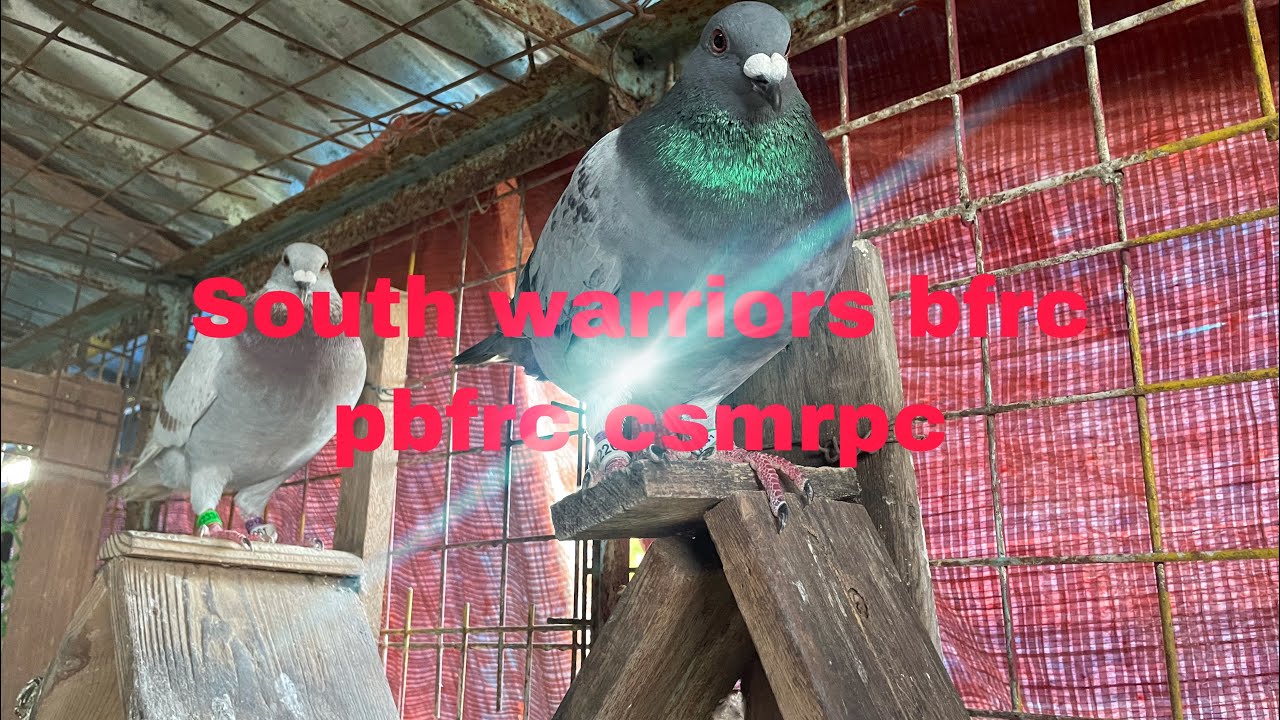 South warriors bfrc pbfrc csmrpc vlog o31