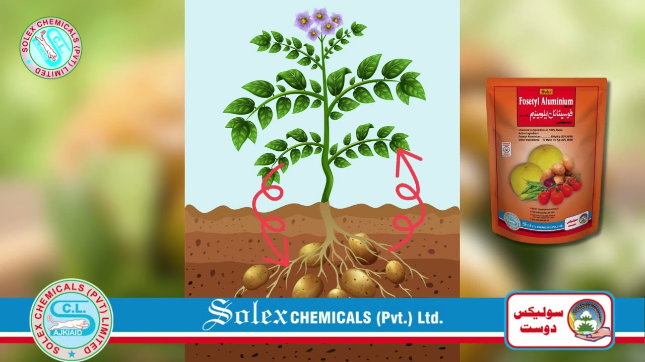 Solex chemicals Fungicide with Fosetyl-Aluminium for Complete Control of Potato Late Blight Disease
