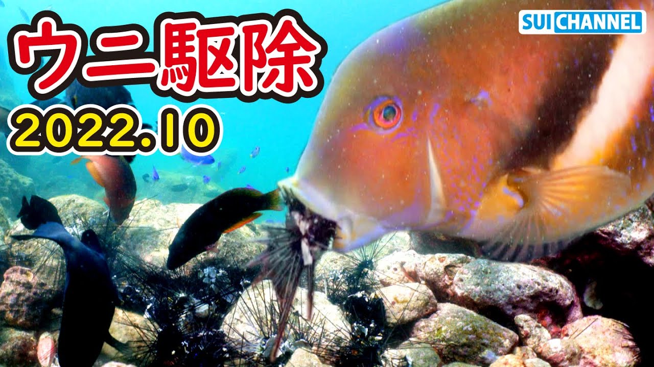 【ウニ駆除】ひたすらウニを割る人間と食べ続ける魚たち