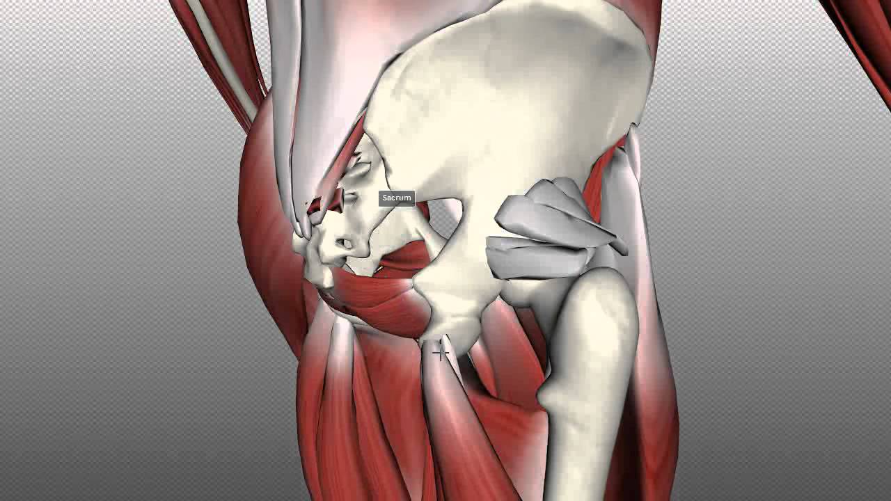 Muscles of the Gluteal Region - Part 2 - Anatomy Tutorial
