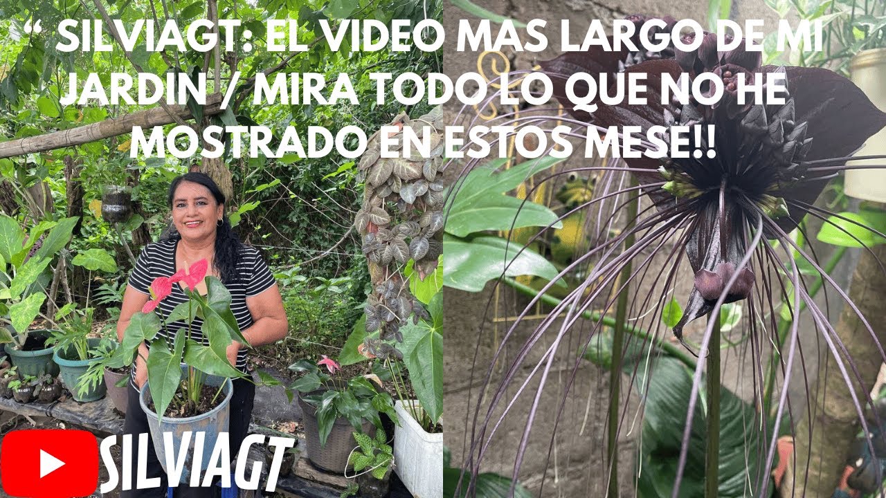 EL JARDIN DE SILVIAGT: 