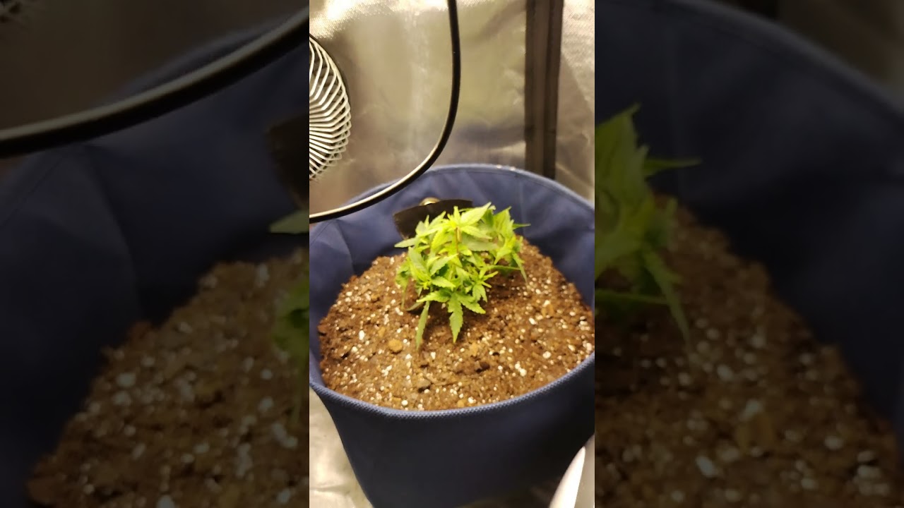 Wedding Cake Autoflower Day 50'ish