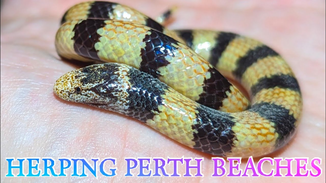 WE FOUND SNAKES ON THE BEACH IN PERTH