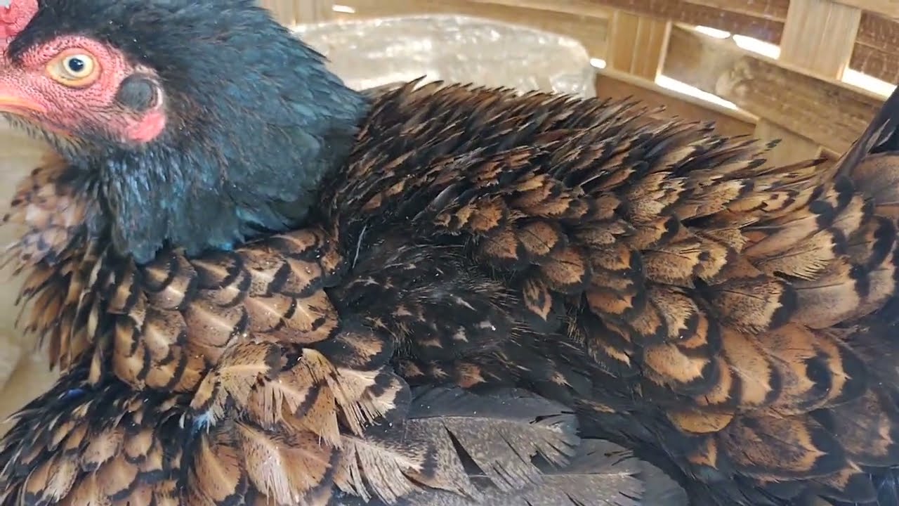 GALINHA ABANDONA O NINHO E RESULTADO FOI UMA SURPRESA 🤔????💡🐣