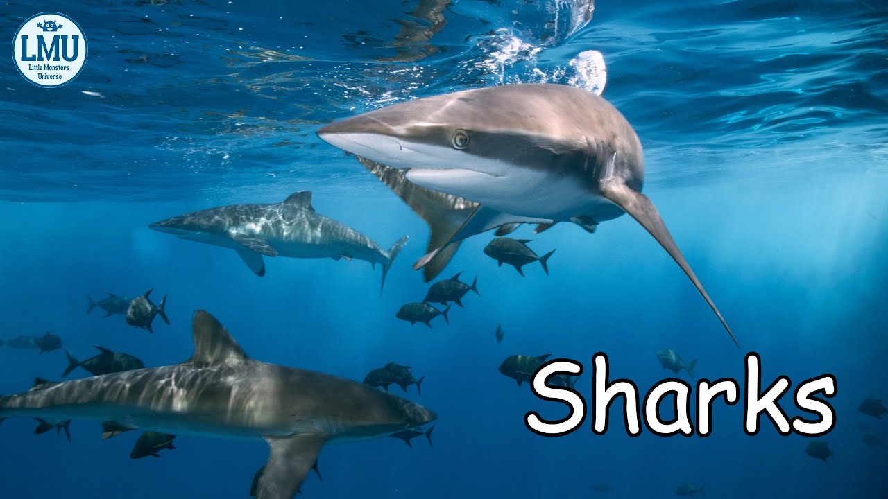 Shark Discovery: Encouraging Curiosity in Kids