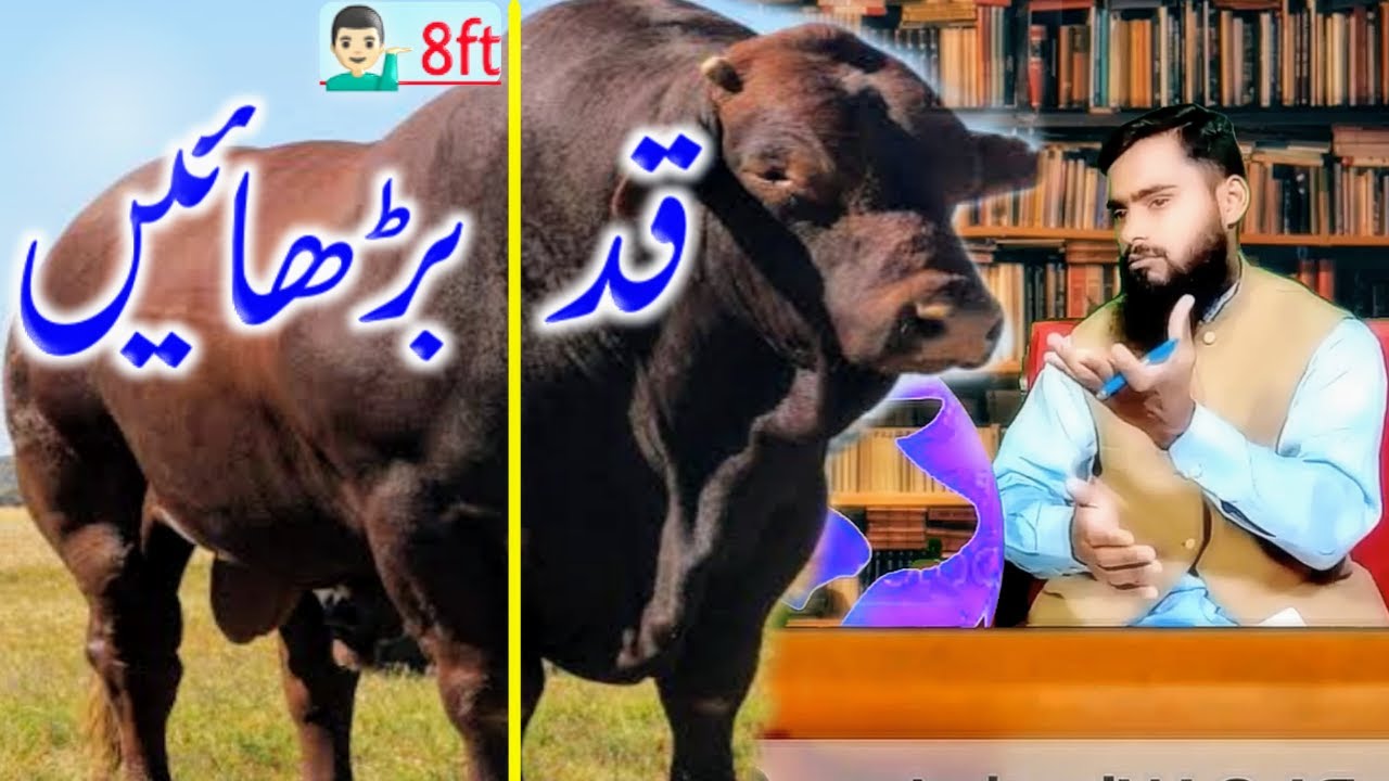 ''Weak To Heavy'' Transformation of ''GAINT' Bigest Bull Cow Calf | Increase Height of Bull for Meat