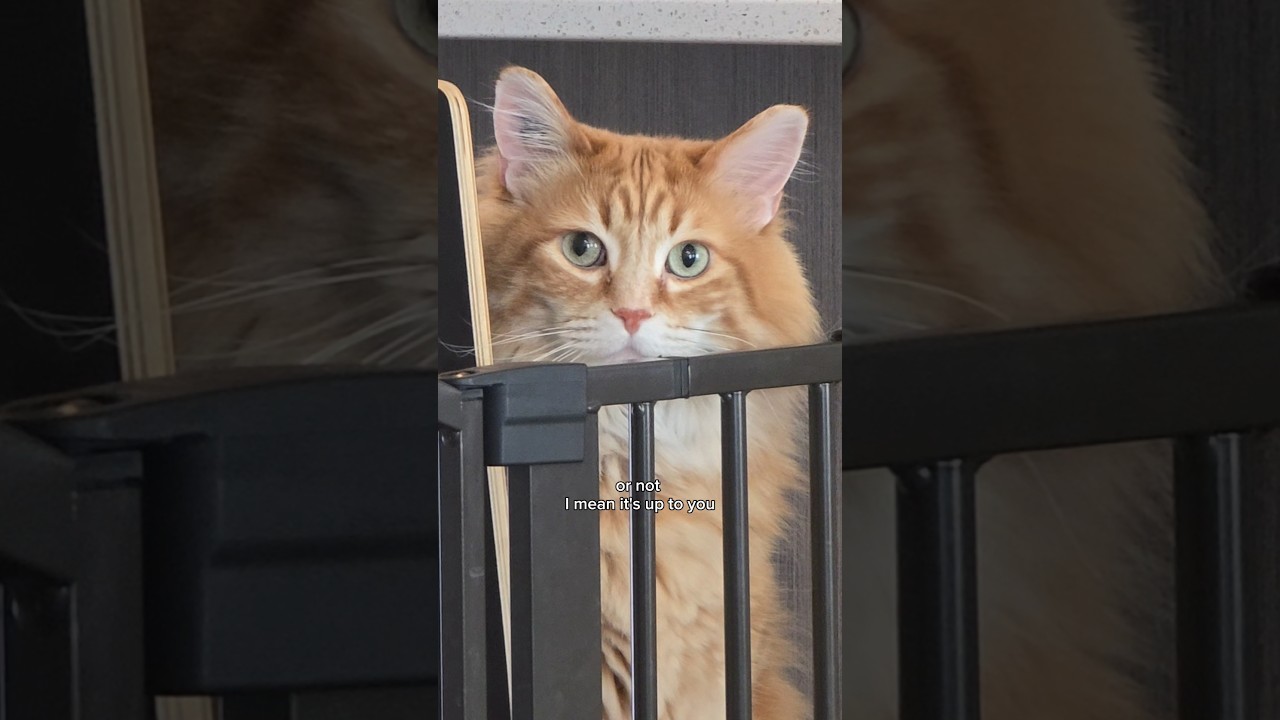 I didn't want him to feel left out 😅 #cats #cutecat #catvideos #cuteanimal #cute #cat #pets