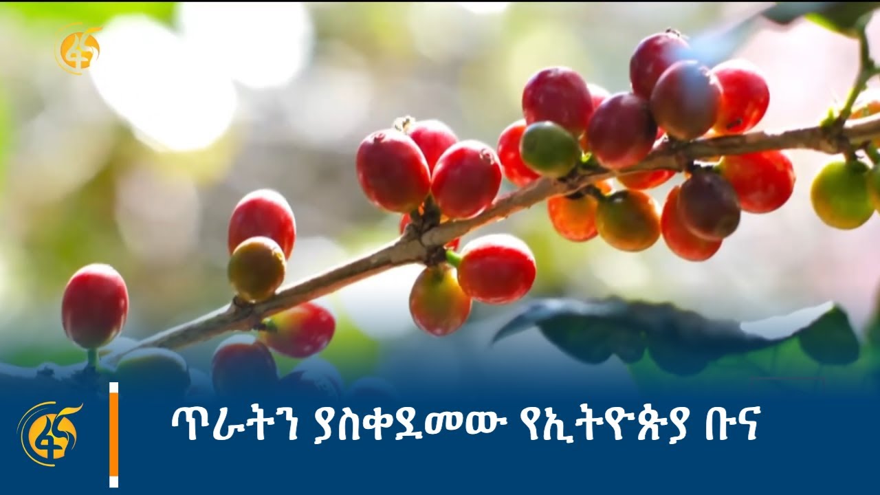 ጥራትን ያስቀደመው የኢትዮጵያ ቡና