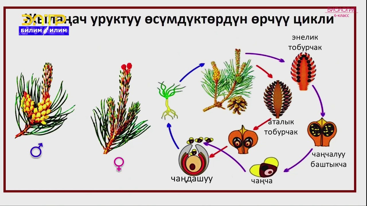 6-класс | Биология  | Уруктуу өсүмдүктөр. Жылаңач уруктуулар бөлүмү.