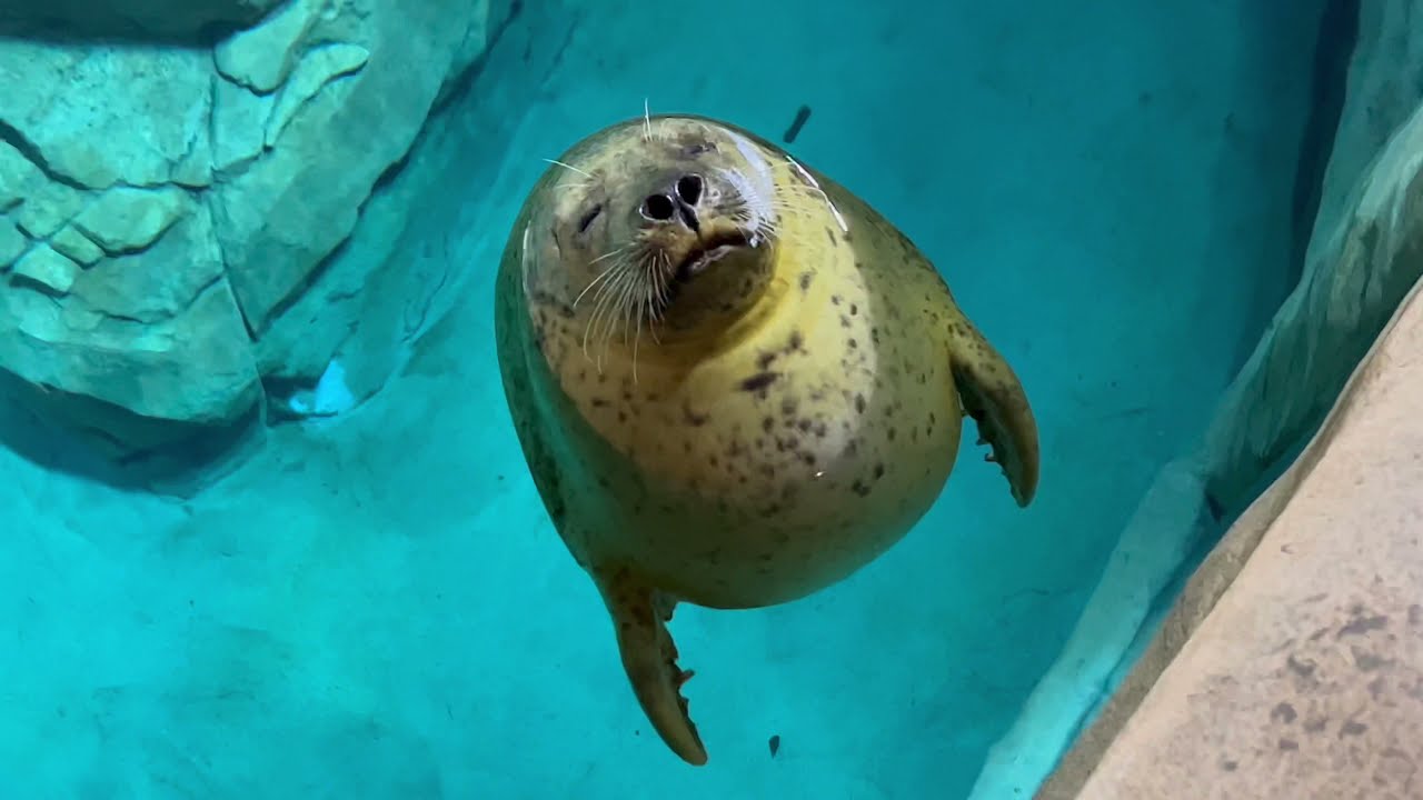 The Maritime Aquarium - Norwalk, CT, USA 🇺🇸 