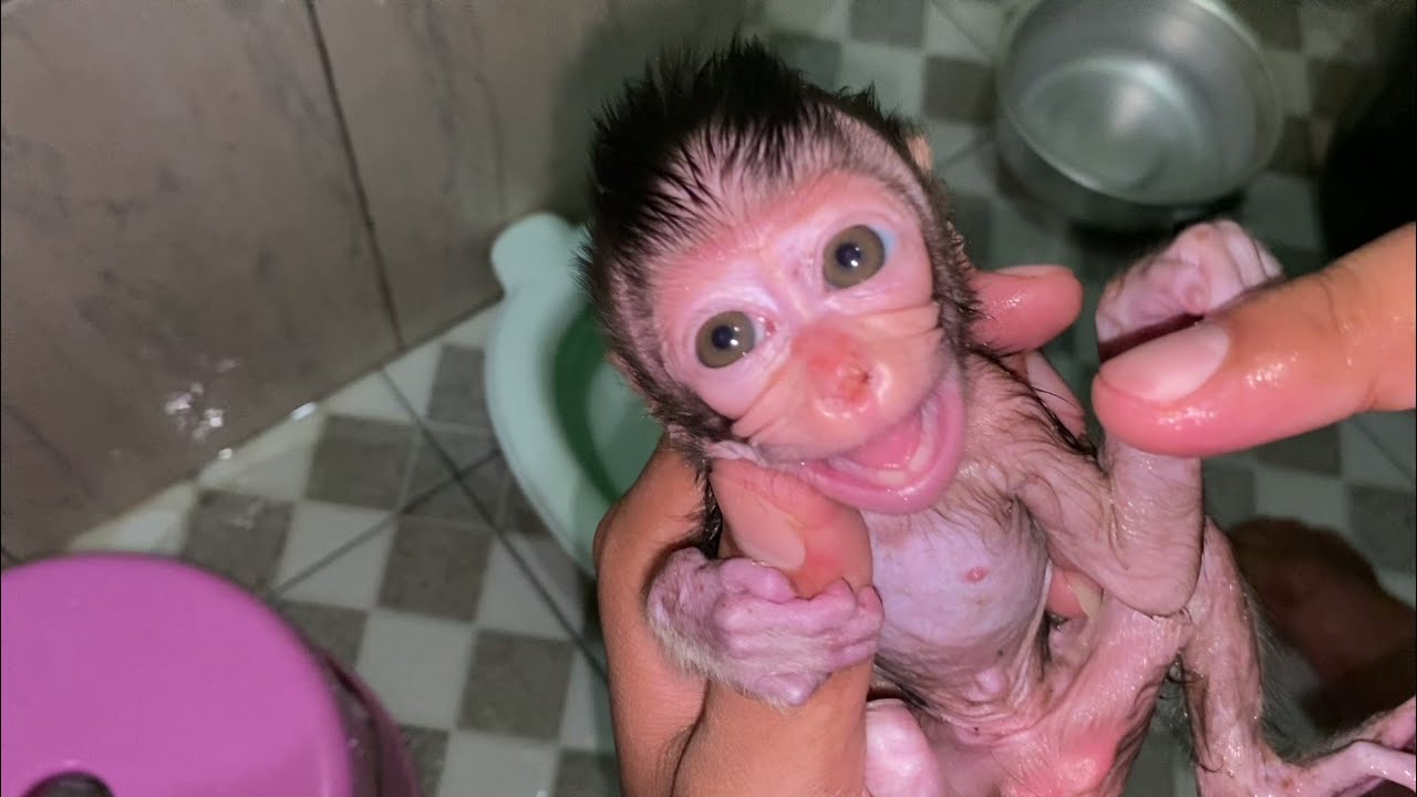 WIPE A NEWBORN BABY MONKEY COVERED WITH STICK DIRT
