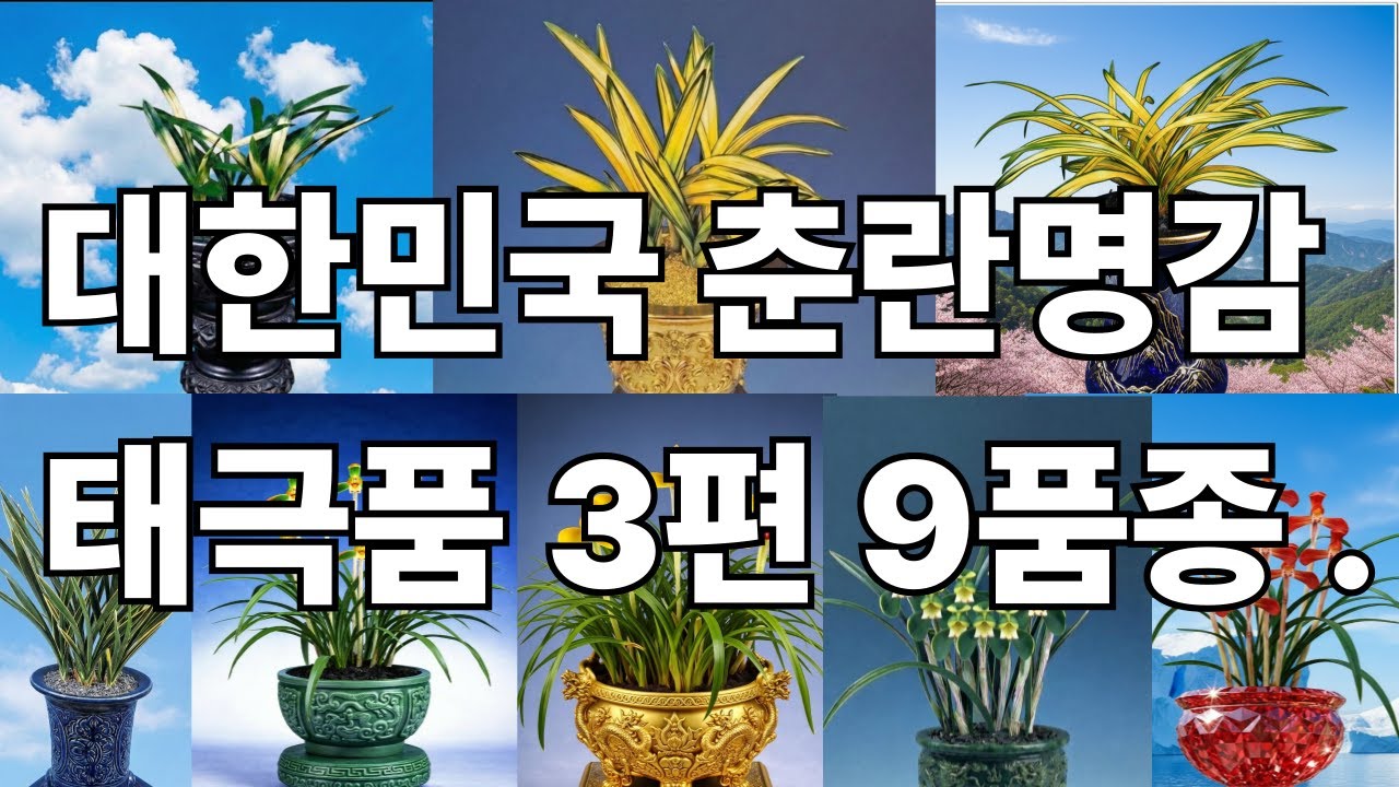 대한민국 춘란명감 태극품 제3편: 왕중왕부터 천일까지, 9대 명품의 모든 것!  #귀농귀촌#천향원TV#춘란구매#종자목#호영재#춘란명감