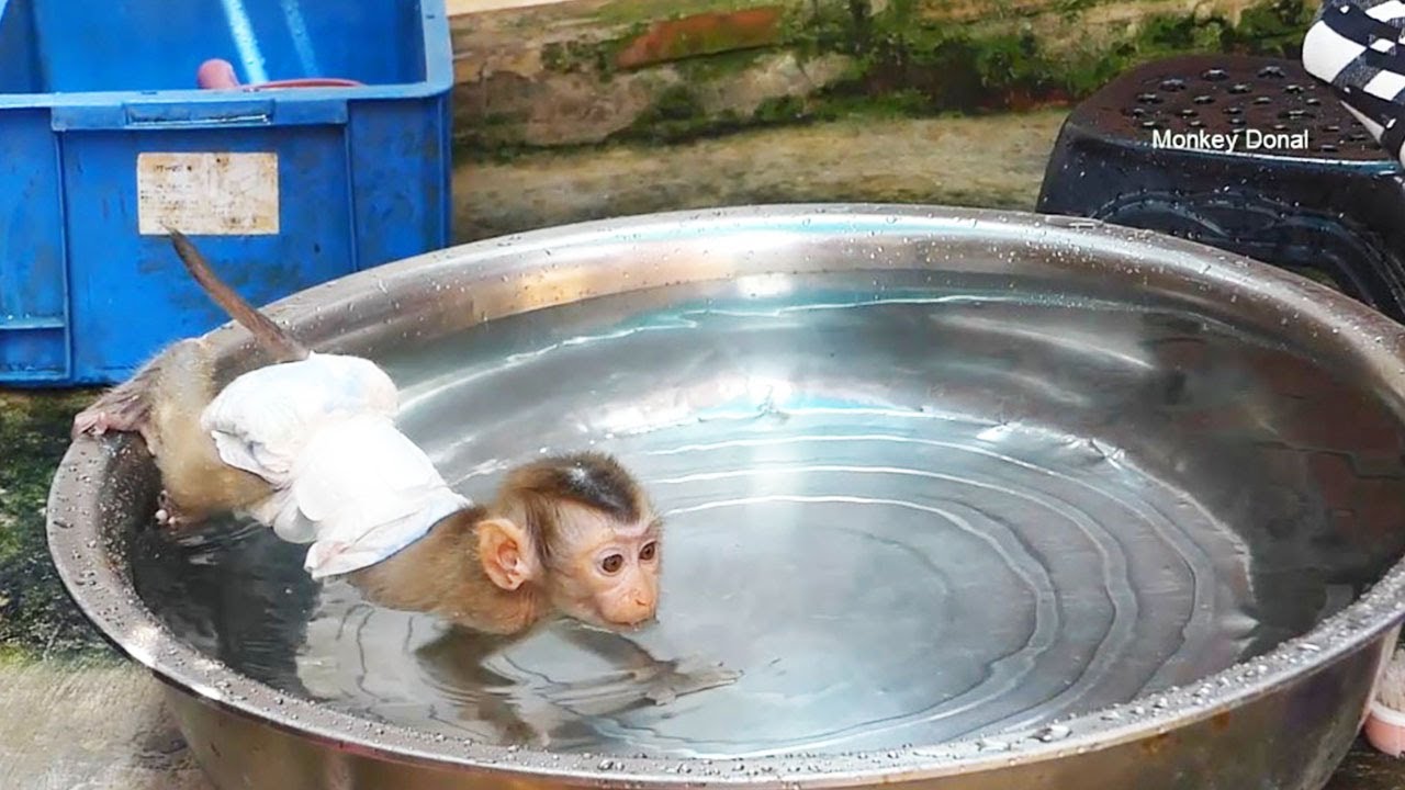 Wow Monkey Baby Donal Swim Without Take Off Diaper