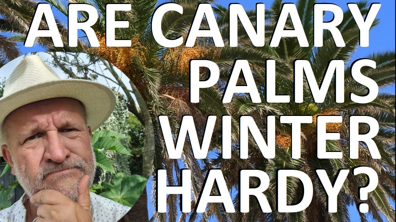 Tropical Gardens UK:  Is the Canary Island Date Palm Cold Winter Hardy -  Phoenix canariensis