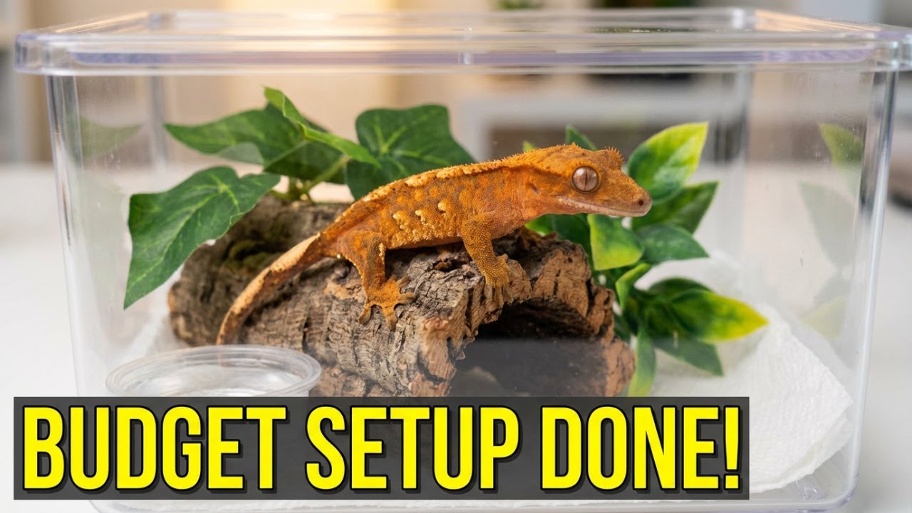 Temporary Baby Crested Gecko Setup