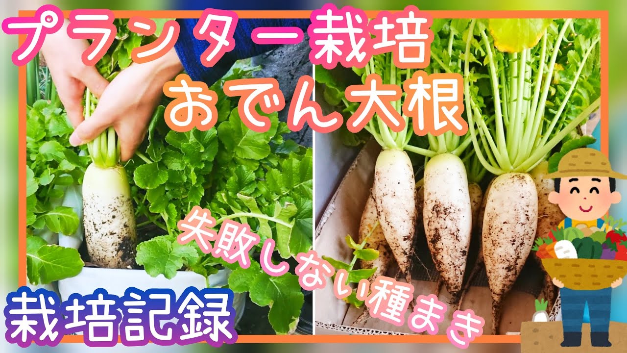 失敗しない♪プランター栽培のおでん大根/種まきから収穫まで/家庭菜園/2022年