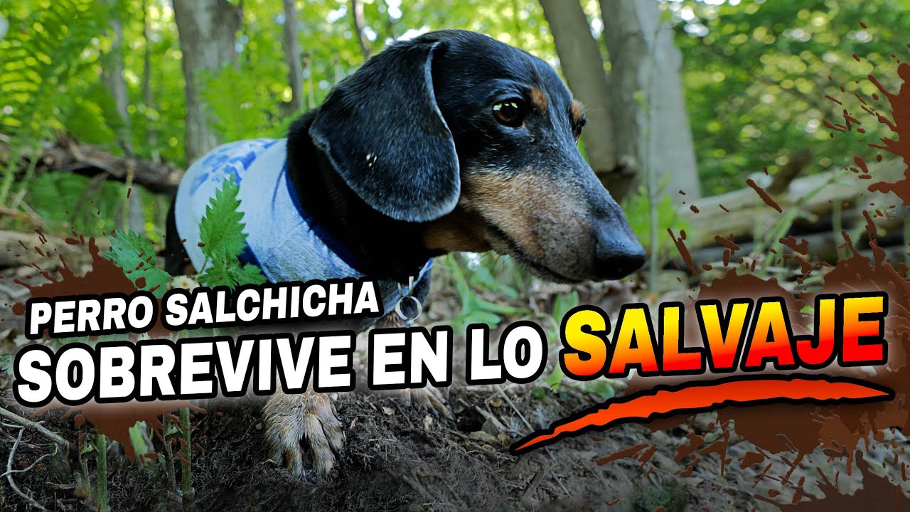 Supervivencia Nivel: No Sé Qué Estoy Haciendo 😂