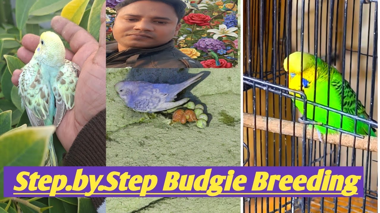 Budgies Parrot Care and Breeding Guide!!breeding time pr Budgies Parrot ki Dekhbhal Kaise Karein!!