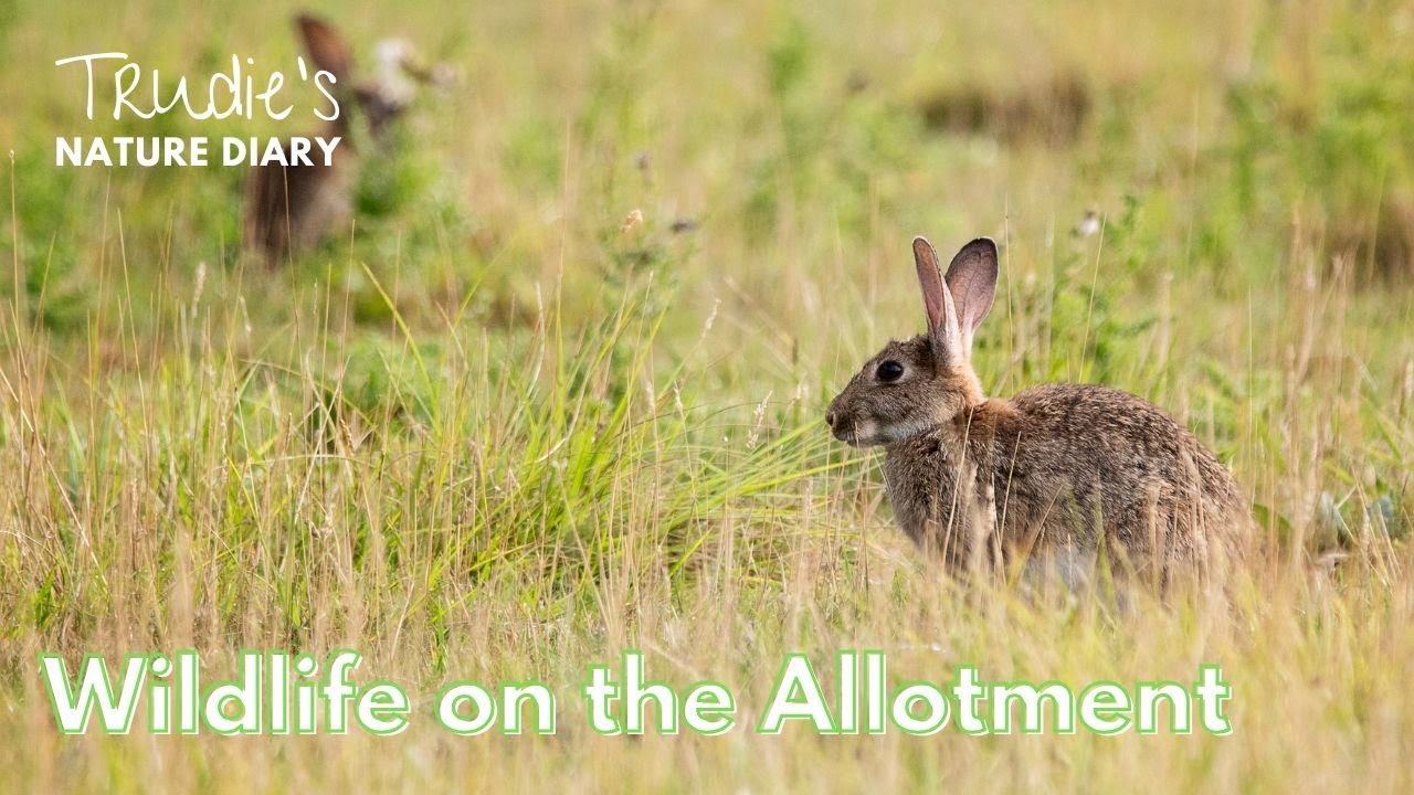 Wildlife on the Allotment | Nature Diary