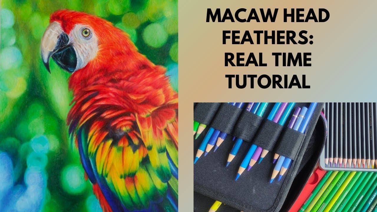 How to Draw Realistic Bird Head Feathers | Real-Time Colored Pencil Tutorial (Macaw Texture Study)