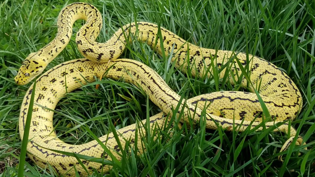 Follicle swelling not ovulation