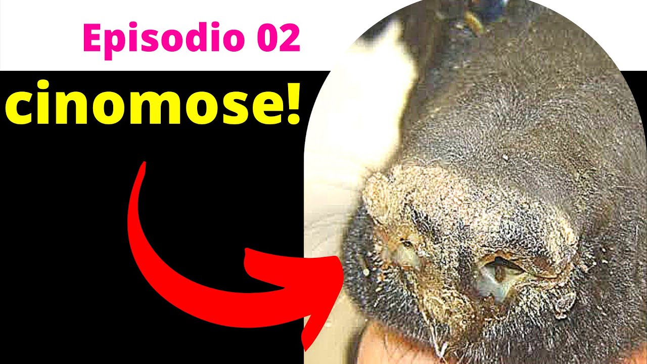 CAUSAS da CINOMOSE EM CACHORRO - A Cura - Episodio 2