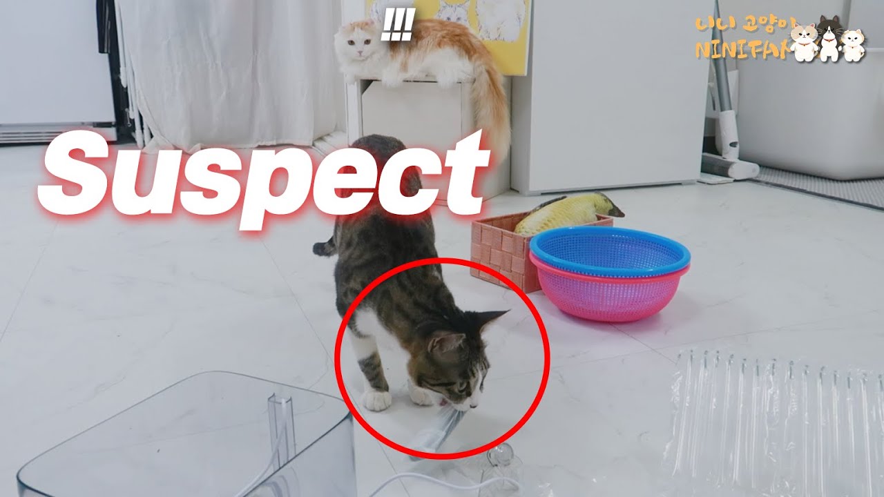 I've Arrested a Cat who Keeps Stealing!!!!