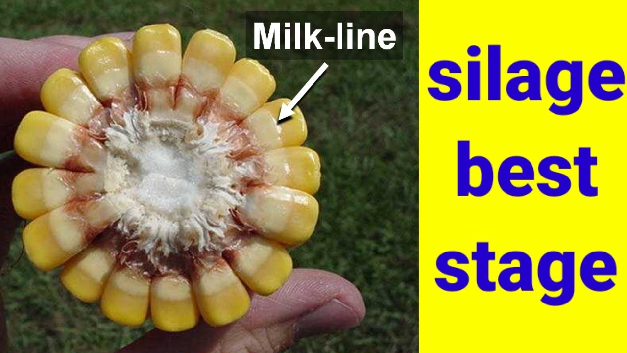 Best stage of maize for making silage
