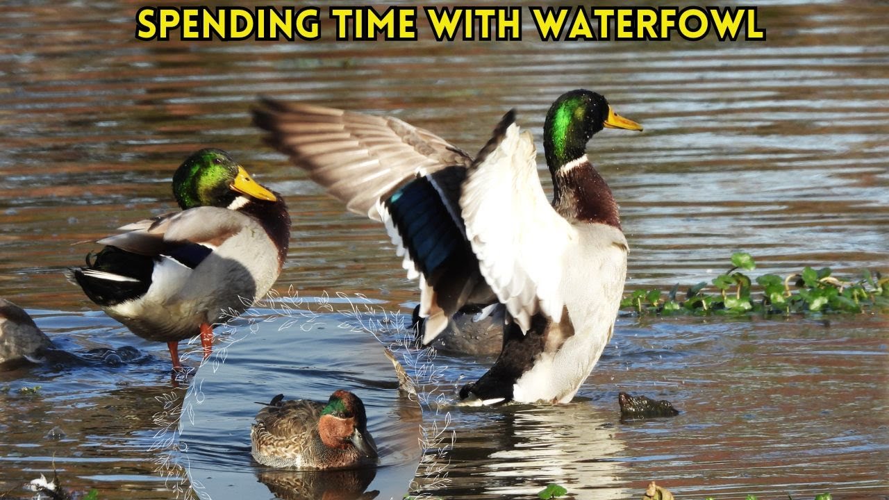 Spying on Ducks in Autumn: Waterfowl Galore!