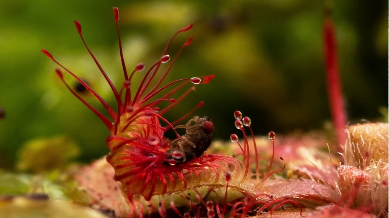 Hungry Sundew eating a Fruit Fly! | Drosera natalensis leaf closing in on flightless fruit fly