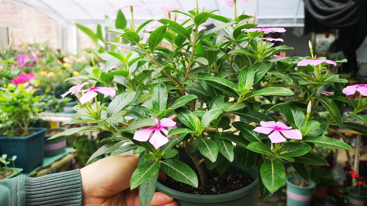 长春花老桩棒棒糖，开爆盆颜值高，3招就能打造
