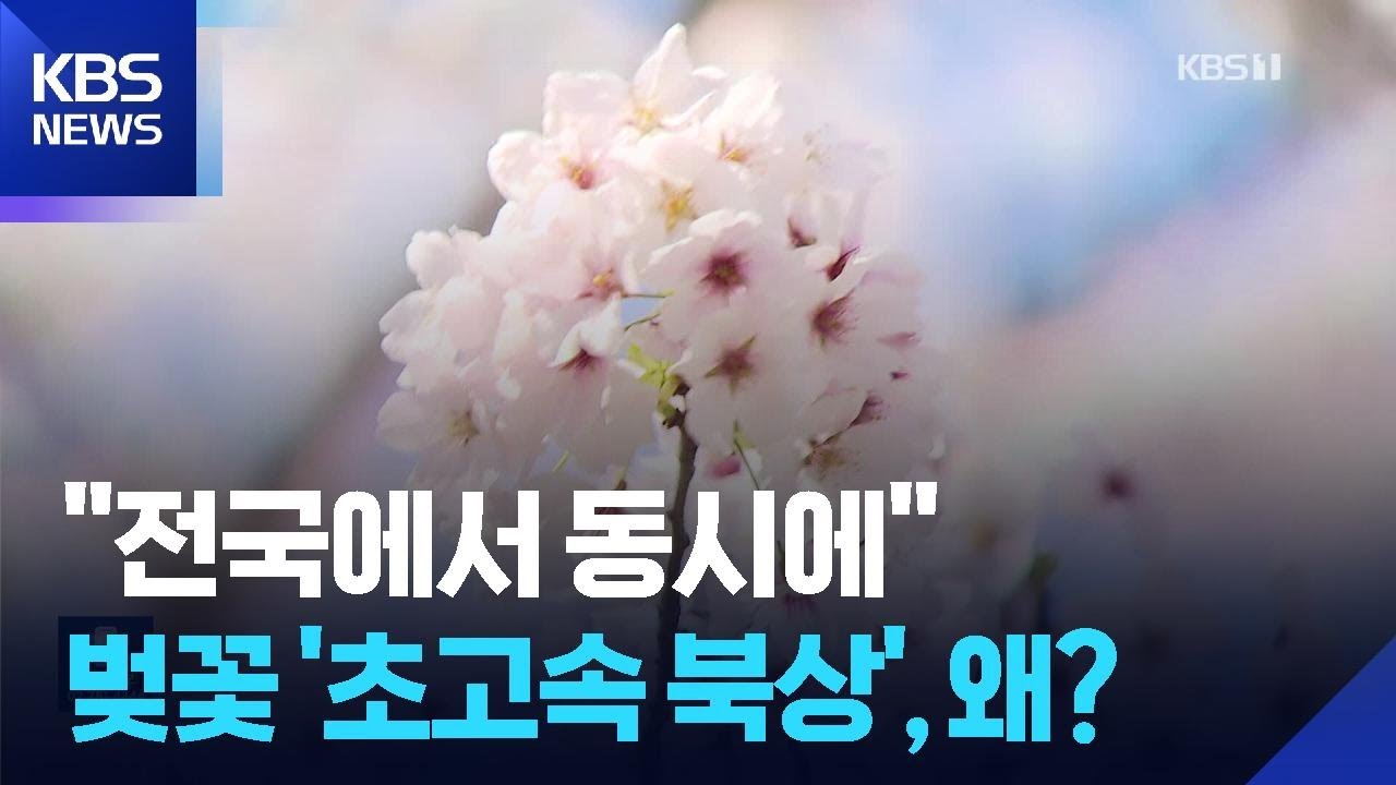 &ldquo;전국 동시 벚꽃 개화&rdquo; 초고속으로 북상하는 벚꽃 / KBS  2026.04.03.
