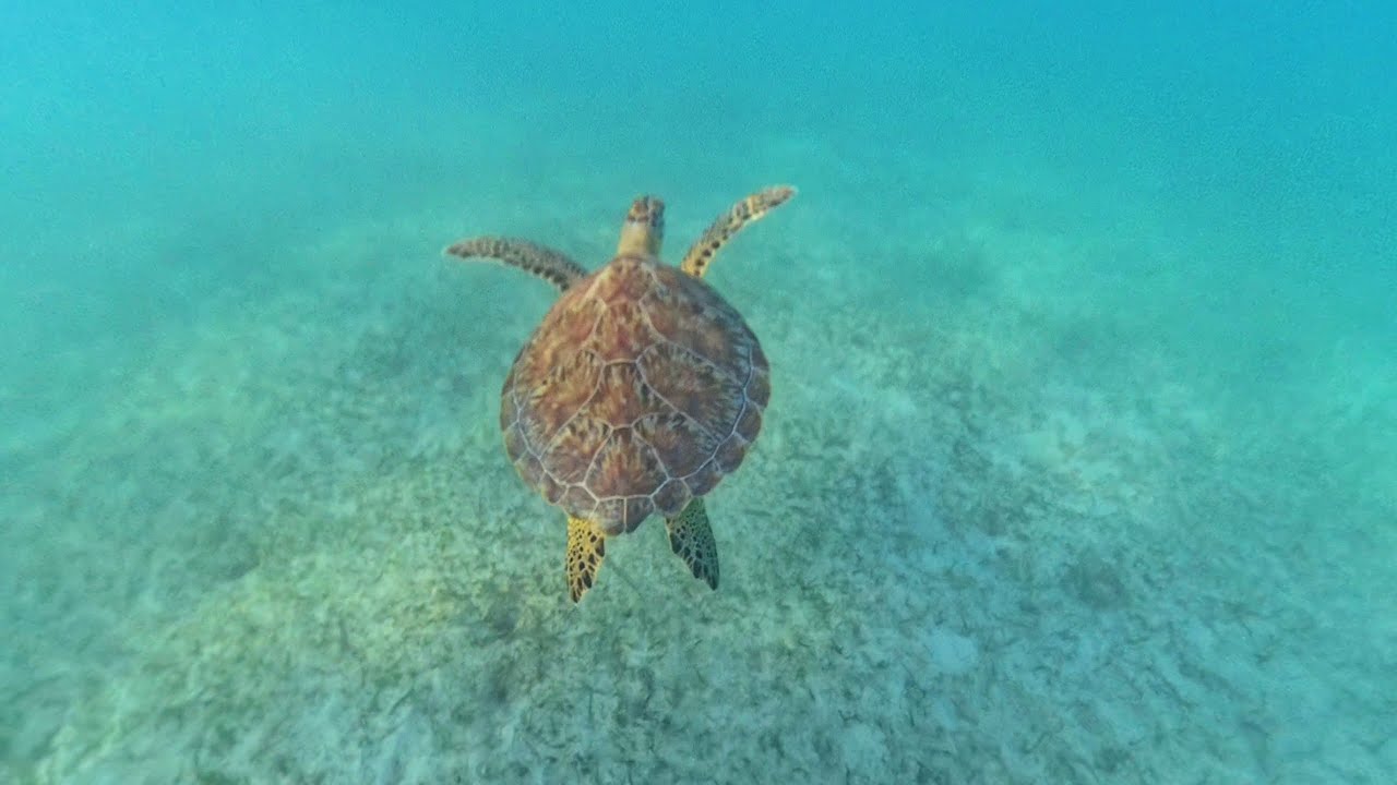 Snorkelling with 🐢 Sea Turtles at Akumal Beach - Secrets Akumal Resort