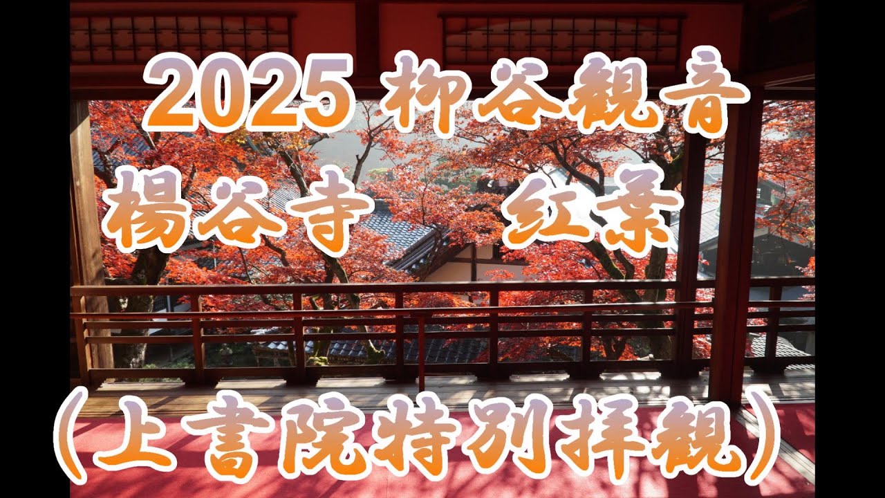 2025 柳谷観音・楊谷寺の紅葉 上書院「光の間」特別拝観  Autumnleaves at Yokokuji  Temple  - Special viewing of the Kamishoin