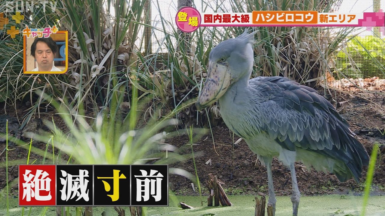日本初、ハシビロコウの繁殖めざす「神戸どうぶつ王国」