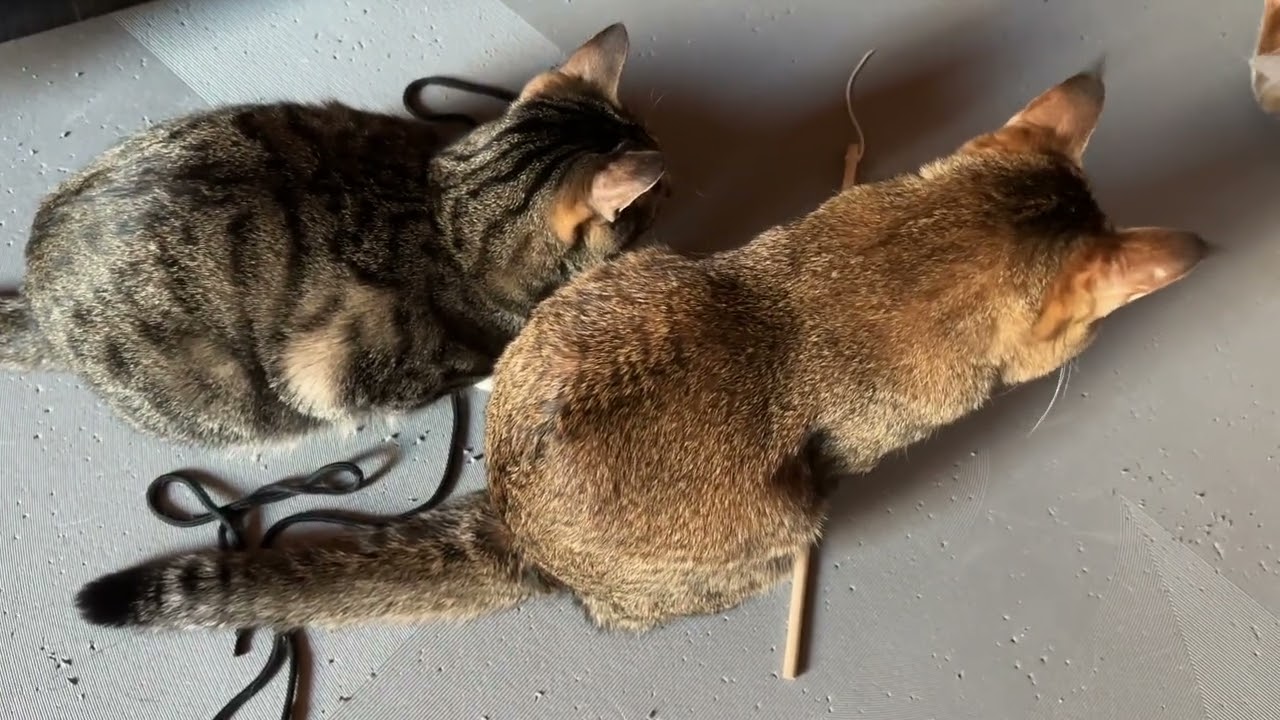 Feb08 2026 @frankip023 #cat #貓咪日常 With my cats