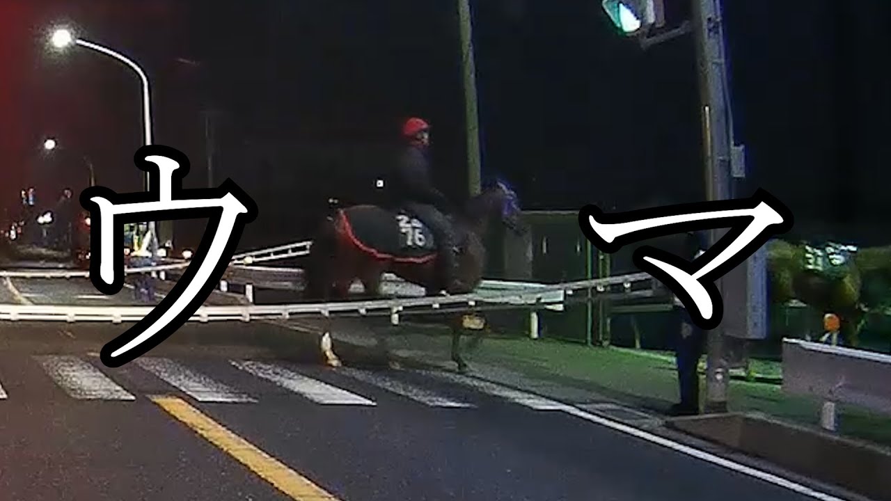 サラブレッドが横断歩道を渡る 川崎競馬【バーグマン200】