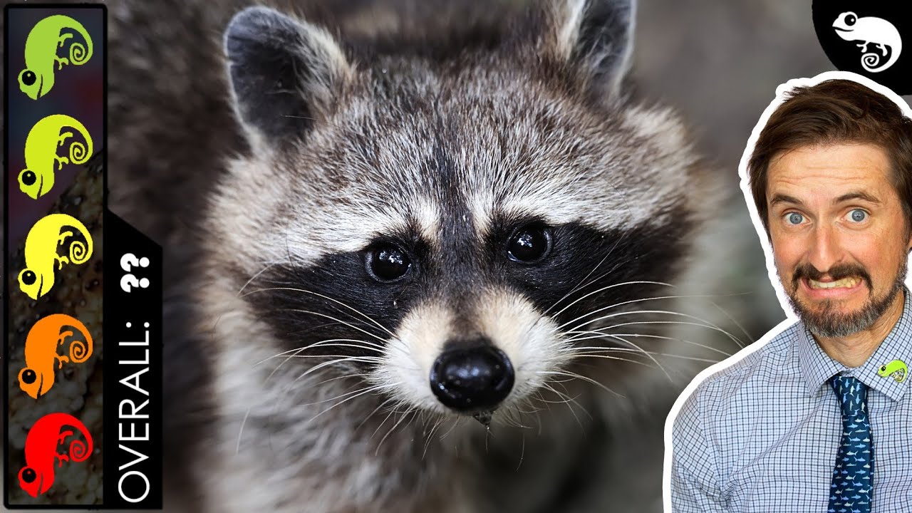 Raccoon, The Best Pet Mammal?