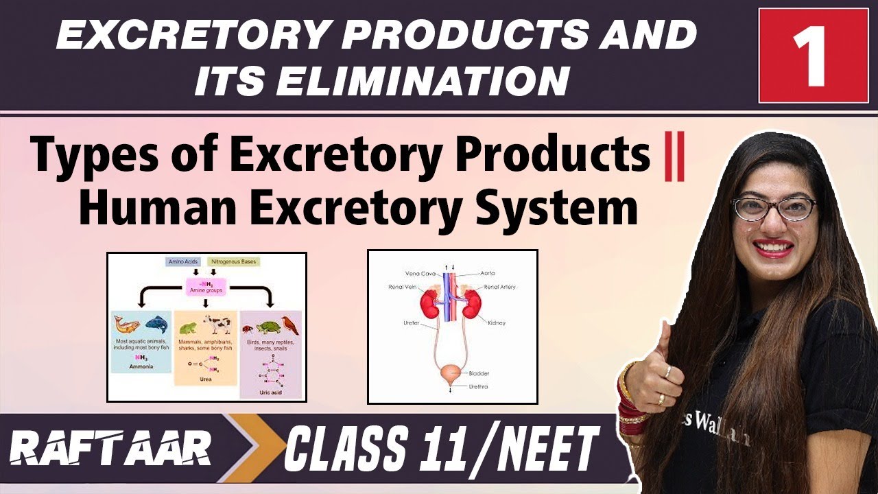 Excretory Products and its Elimination 01 || Types of Excretory Products || Class11/NEET || RAFTAAR