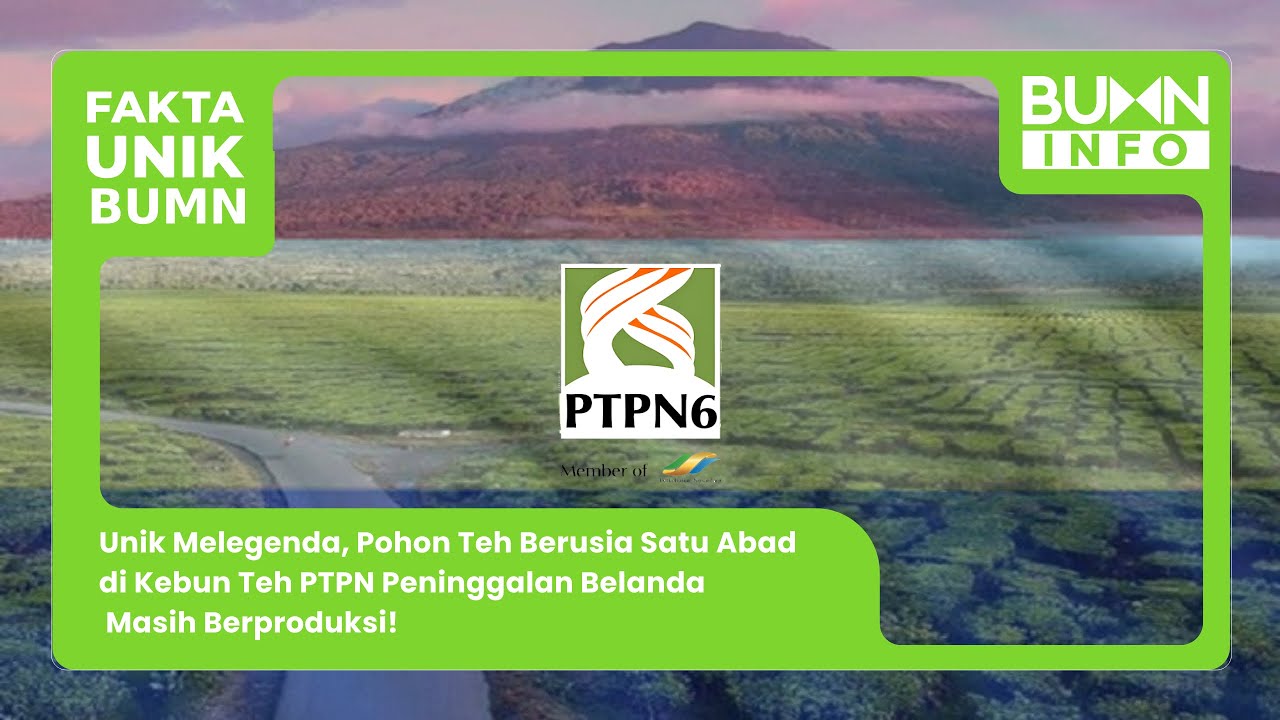 Unik Melenda, Pohon Teh Berusia Satu Abad di kebun Teh PTPN Peninggalan Belanda Masih Berproduksi!