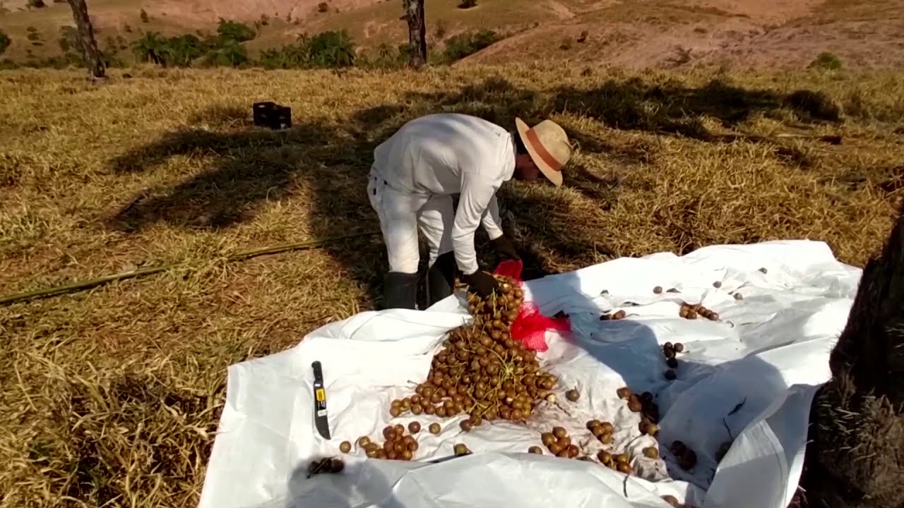 Extrativismo da macaúba - INOCAS