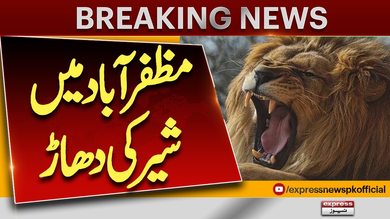 Lion Roars in Muzaffarabad! | AJK Elections 2026 | PML-N's Big Victory? | Pakistan News